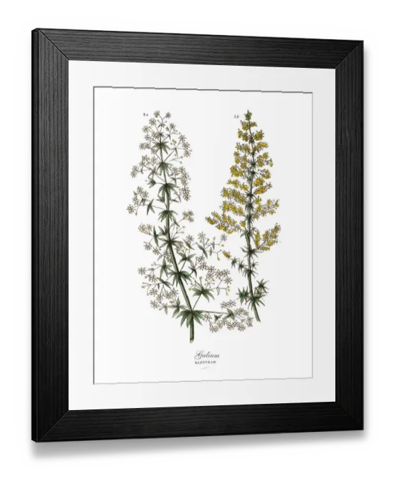 Framed Print : Galium, Bedstraw Plants, Victorian Botanical Illustration Framed Print : Galium, Bedstraw Plants, Victorian Botanical Illustration