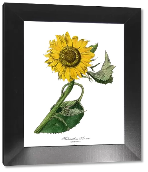 Helianthus annus, Sunflower Plants, Victorian Botanical Illustration