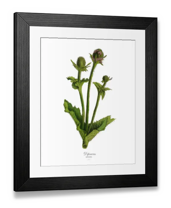 Framed Print : Dipsacus, Teasel Plants, Victorian Botanical Illustration Framed Print : Dipsacus, Teasel Plants, Victorian Botanical Illustration