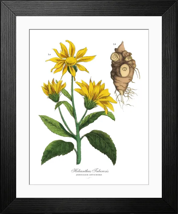 Framed Print : Artichoke, Root Crops and Vegetables, Victorian Botanical Illustration Framed Print : Artichoke, Root Crops and Vegetables, Victorian Botanical Illustration