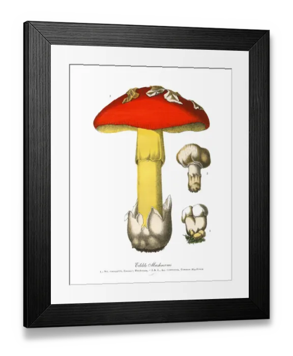 Framed Print : Edible Mushrooms, Victorian Botanical Illustration Framed Print : Edible Mushrooms, Victorian Botanical Illustration