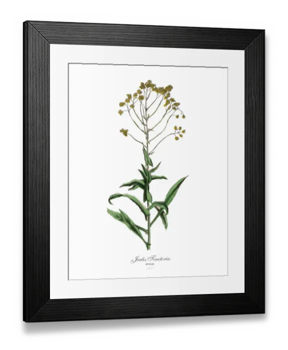 Framed Print : Jsatis tinctoria, Woad Plants, Victorian Botanical Illustration Framed Print : Jsatis tinctoria, Woad Plants, Victorian Botanical Illustration