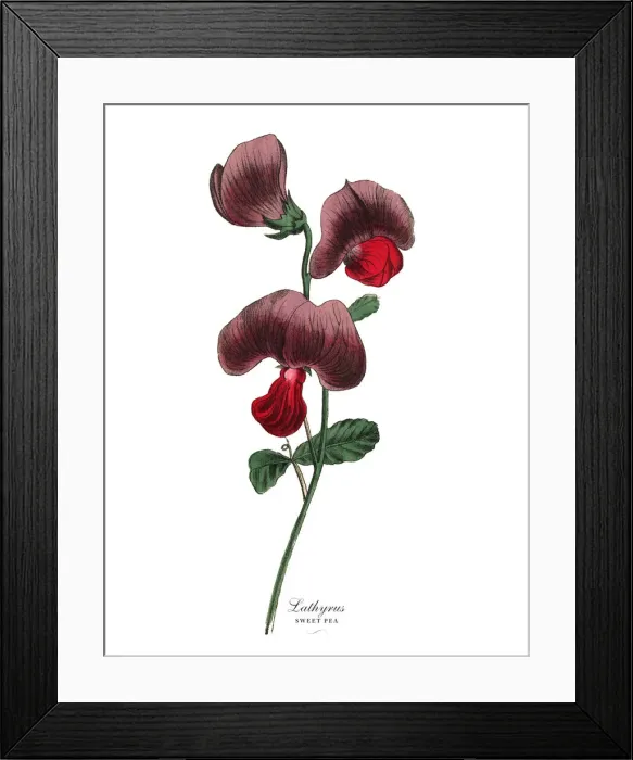 Framed Print : Lathyrus or Sweet Pea and Legume Plant, Victorian Botanical Illustration Framed Print : Lathyrus or Sweet Pea and Legume Plant, Victorian Botanical Illustration