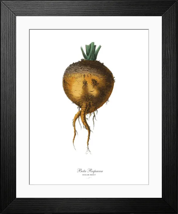 Framed Print : Sugar Beet, Root Crops and Vegetables, Victorian Botanical Illustration Framed Print : Sugar Beet, Root Crops and Vegetables, Victorian Botanical Illustration
