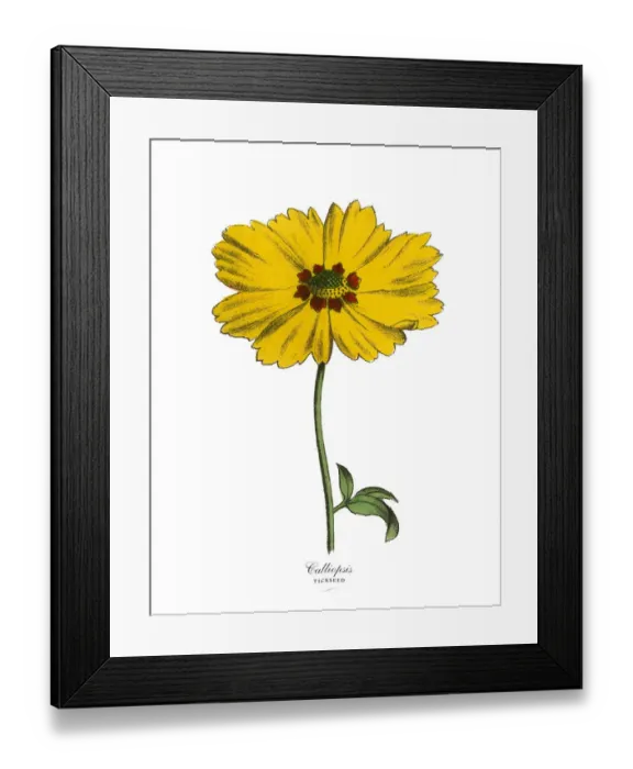 Framed Print : Calliopsis or Tickseed Plant, Victorian Botanical Illustration Framed Print : Calliopsis or Tickseed Plant, Victorian Botanical Illustration
