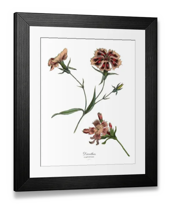 Framed Print : Dianthus or Carnation Plant, Victorian Botanical Illustration Framed Print : Dianthus or Carnation Plant, Victorian Botanical Illustration