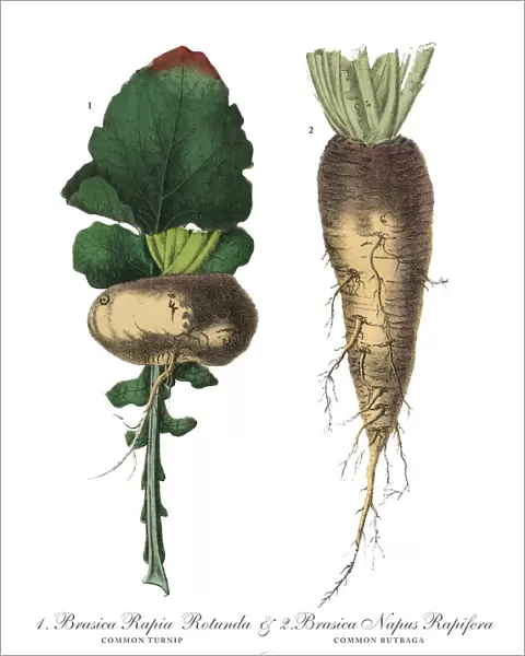 Turnip and Rutabaga, Root Crops and Vegetables, Victorian Botanical Illustration
