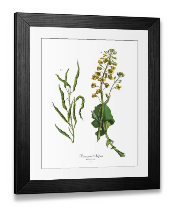 Framed Print : Rapeseed, Root Crops and Vegetables, Victorian Botanical Illustration
