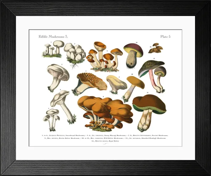 Framed Print : Edible Mushrooms, Victorian Botanical Illustration Framed Print : Edible Mushrooms, Victorian Botanical Illustration
