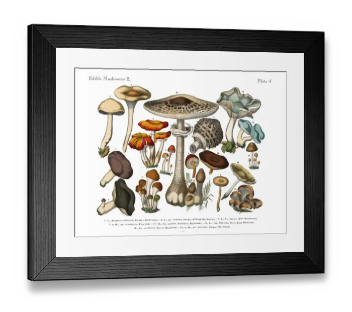 Framed Print : Edible Mushrooms, Victorian Botanical Illustration Framed Print : Edible Mushrooms, Victorian Botanical Illustration