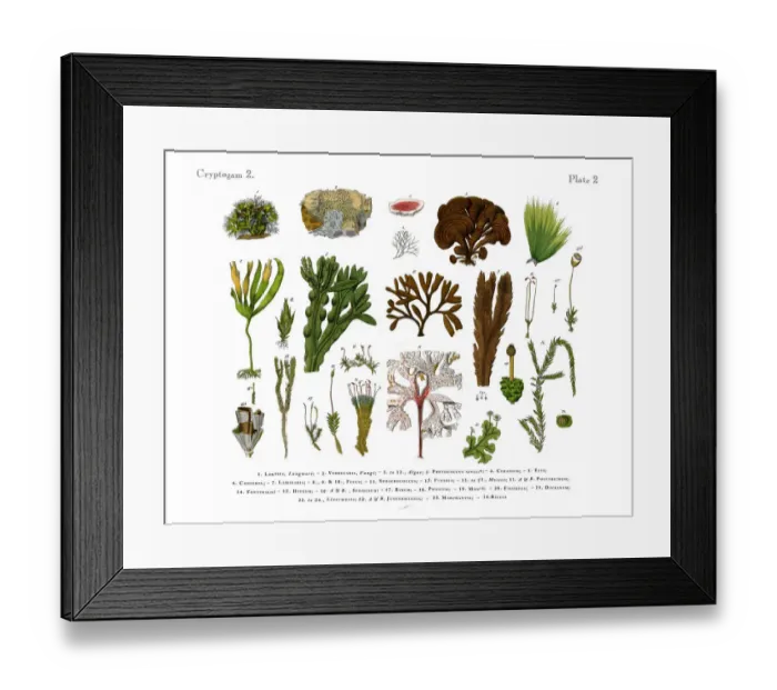 Framed Print : Cryptogam, Algae, Lichens, Mosses, Ferns, Victorian Botanical Illustration Framed Print : Cryptogam, Algae, Lichens, Mosses, Ferns, Victorian Botanical Illustration