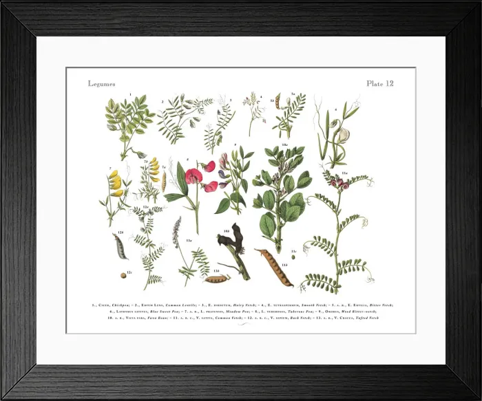 Framed Print : Legumes, Victorian Botanical Illustration Framed Print : Legumes, Victorian Botanical Illustration
