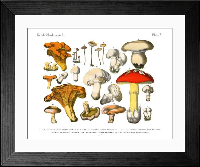 Framed Print : Edible Mushrooms, Victorian Botanical Illustration