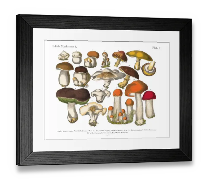 Framed Print : Edible Mushrooms, Victorian Botanical Illustration Framed Print : Edible Mushrooms, Victorian Botanical Illustration