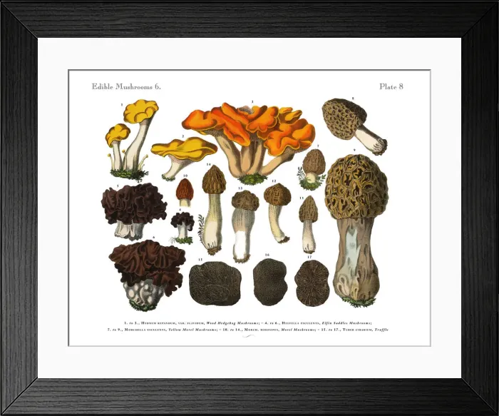 Framed Print : Edible Mushrooms, Victorian Botanical Illustration Framed Print : Edible Mushrooms, Victorian Botanical Illustration