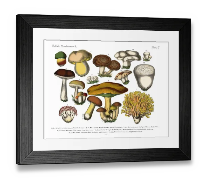 Framed Print : Edible Mushrooms, Victorian Botanical Illustration Framed Print : Edible Mushrooms, Victorian Botanical Illustration