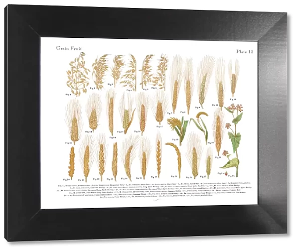 Wheat, Rice and Grains, Victorian Botanical Illustration