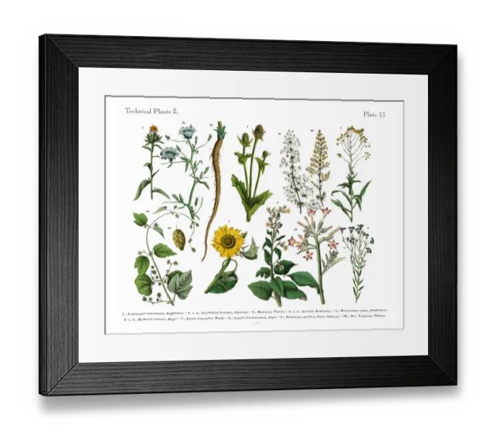 Framed Print : Wildflowers, Annual and Perennial Plants, Victorian Botanical Illustration Framed Print : Wildflowers, Annual and Perennial Plants, Victorian Botanical Illustration