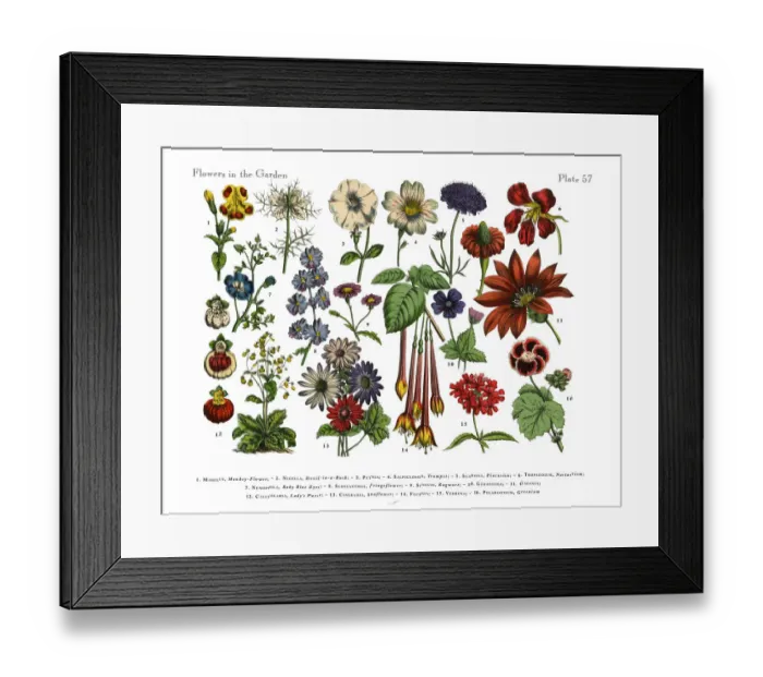 Framed Print : Flowers of the Garden, Victorian Botanical Illustration