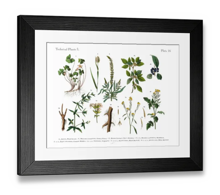 Framed Print : Wildflowers, Annual and Perennial Plants, Victorian Botanical Illustration Framed Print : Wildflowers, Annual and Perennial Plants, Victorian Botanical Illustration