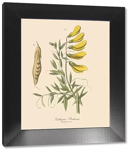 Meadow Pea, Legumes, Victorian Botanical Illustration