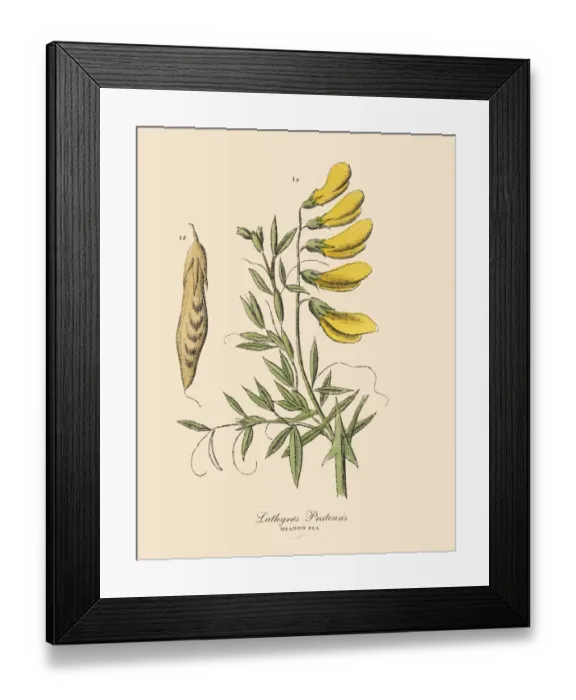 Framed Print : Meadow Pea, Legumes, Victorian Botanical Illustration Framed Print : Meadow Pea, Legumes, Victorian Botanical Illustration