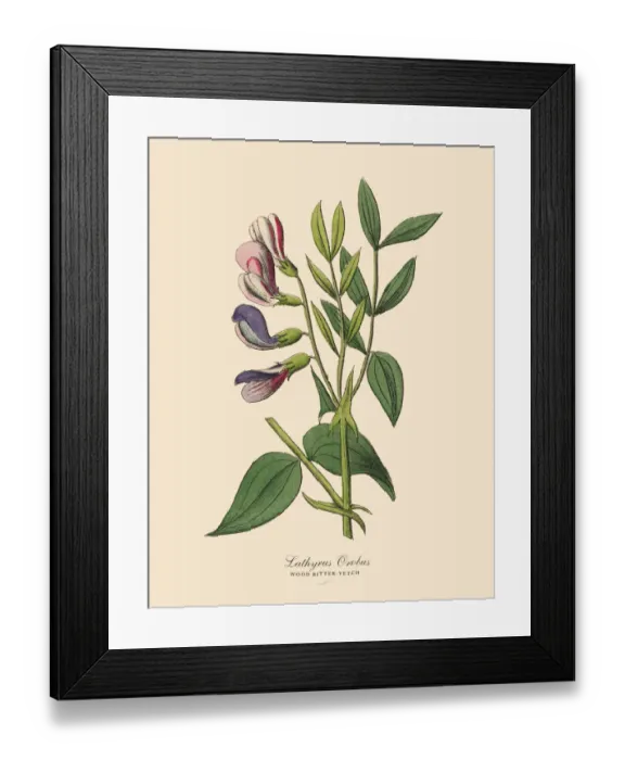 Framed Print : Wood Bitter-vetch, Legumes, Victorian Botanical Illustration Framed Print : Wood Bitter-vetch, Legumes, Victorian Botanical Illustration