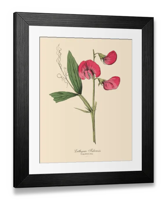 Framed Print : Tuberous Pea, Legumes, Victorian Botanical Illustration Framed Print : Tuberous Pea, Legumes, Victorian Botanical Illustration