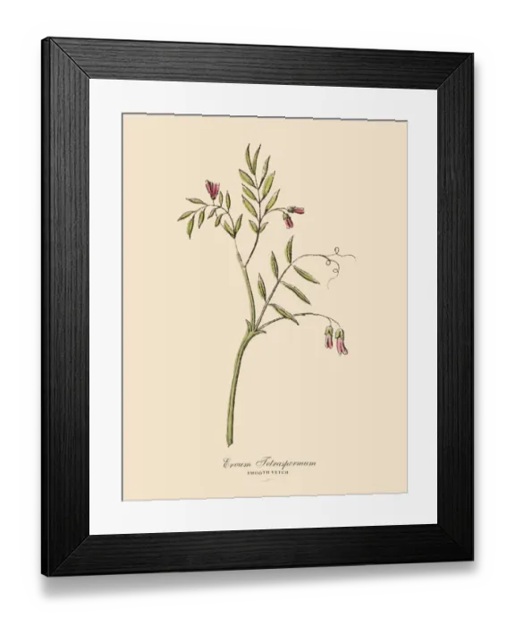 Framed Print : Smooth Vetch, Legumes, Victorian Botanical Illustration Framed Print : Smooth Vetch, Legumes, Victorian Botanical Illustration
