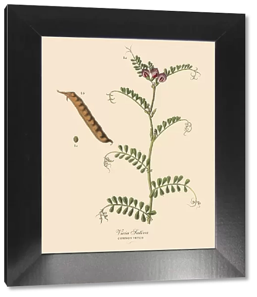 Common Vetch, Legumes, Victorian Botanical Illustration