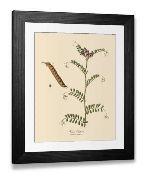 Framed Print : Common Vetch, Legumes, Victorian Botanical Illustration Framed Print : Common Vetch, Legumes, Victorian Botanical Illustration