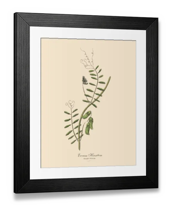 Framed Print : Hairy Vetch, Legumes, Victorian Botanical Illustration Framed Print : Hairy Vetch, Legumes, Victorian Botanical Illustration