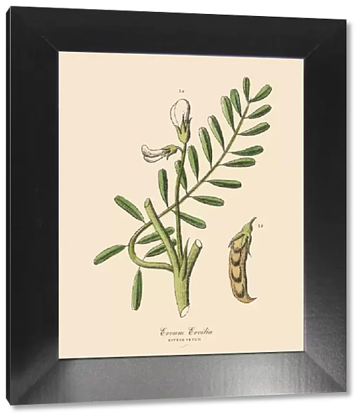 Bitter Vetch, Legumes, Victorian Botanical Illustration