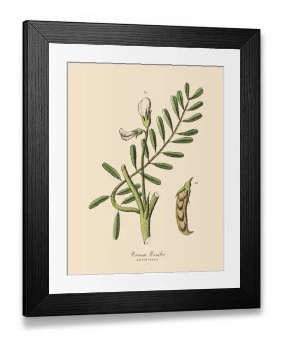 Framed Print : Bitter Vetch, Legumes, Victorian Botanical Illustration Framed Print : Bitter Vetch, Legumes, Victorian Botanical Illustration