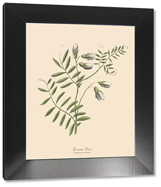 Lentil, Legumes, Victorian Botanical Illustration