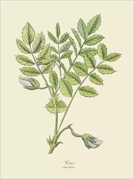 Chickpea, Legumes, Victorian Botanical Illustration