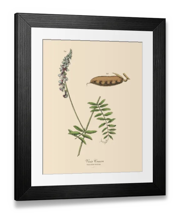 Framed Print : Tufted Vetch, Legumes, Victorian Botanical Illustration Framed Print : Tufted Vetch, Legumes, Victorian Botanical Illustration