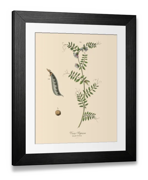 Framed Print : Bush Vetch, Legumes, Victorian Botanical Illustration Framed Print : Bush Vetch, Legumes, Victorian Botanical Illustration