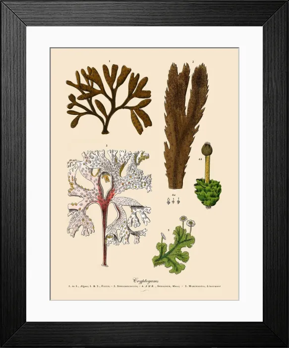 Framed Print : Cryptogam, Algae, Lichens, Mosses, Ferns, Victorian Botanical Illustration Framed Print : Cryptogam, Algae, Lichens, Mosses, Ferns, Victorian Botanical Illustration