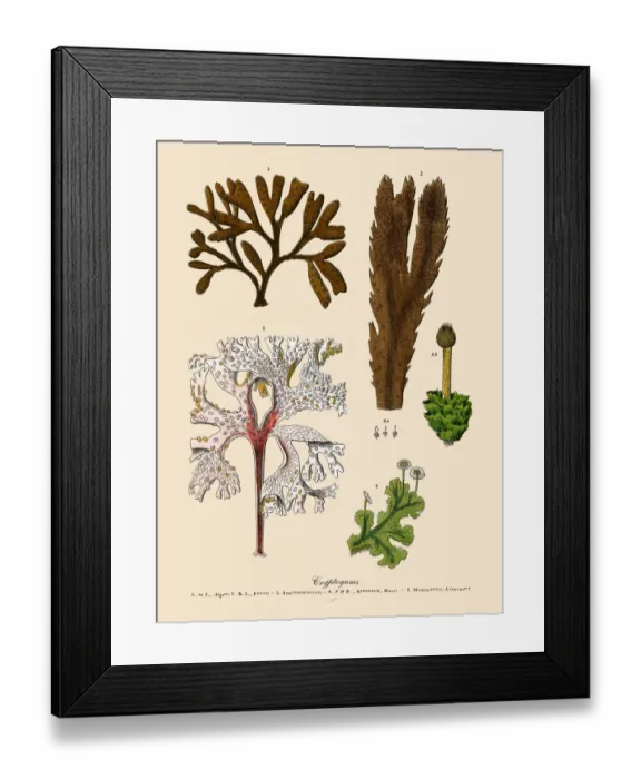 Framed Print : Cryptogam, Algae, Lichens, Mosses, Ferns, Victorian Botanical Illustration Framed Print : Cryptogam, Algae, Lichens, Mosses, Ferns, Victorian Botanical Illustration