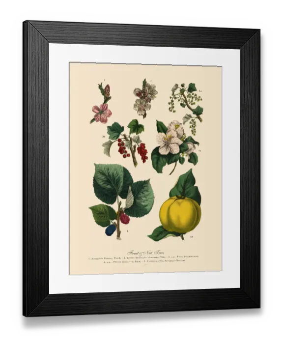 Framed Print : Fruit and Nut Trees of the Garden, Victorian Botanical Illustration Framed Print : Fruit and Nut Trees of the Garden, Victorian Botanical Illustration