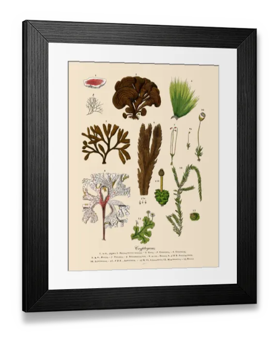 Framed Print : Cryptogam, Algae, Lichens, Mosses, Ferns, Victorian Botanical Illustration Framed Print : Cryptogam, Algae, Lichens, Mosses, Ferns, Victorian Botanical Illustration
