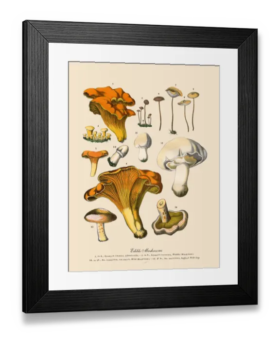 Framed Print : Edible Mushrooms, Victorian Botanical Illustration