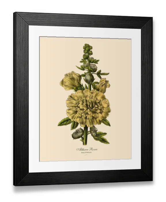 Framed Print : Hollyhock or Althaea Rosea Plant, Victorian Botanical Illustration Framed Print : Hollyhock or Althaea Rosea Plant, Victorian Botanical Illustration