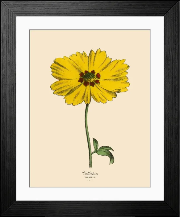 Framed Print : Calliopsis or Tickseed Plant, Victorian Botanical Illustration Framed Print : Calliopsis or Tickseed Plant, Victorian Botanical Illustration