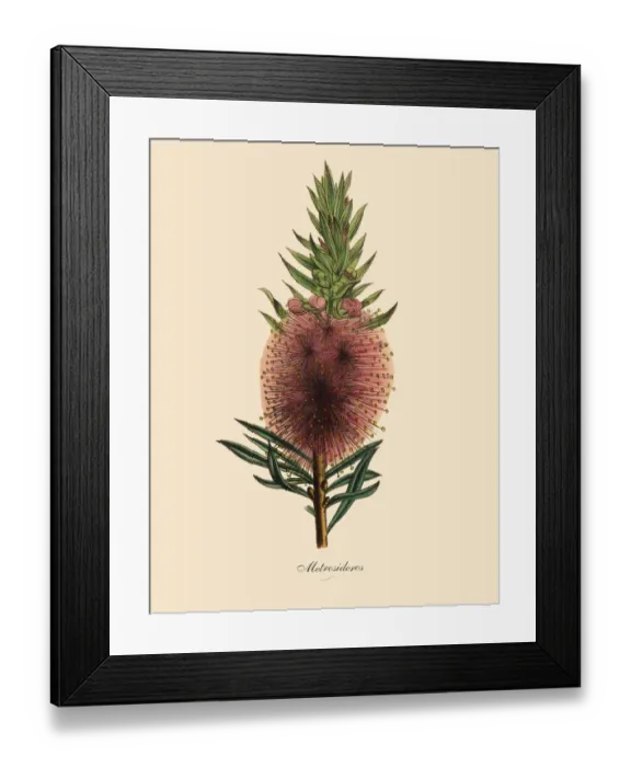 Framed Print : Metroosideros Plant, Victorian Botanical Illustration Framed Print : Metroosideros Plant, Victorian Botanical Illustration
