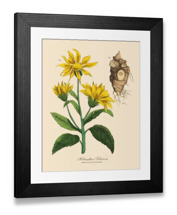 Framed Print : Artichoke, Root Crops and Vegetables, Victorian Botanical Illustration Framed Print : Artichoke, Root Crops and Vegetables, Victorian Botanical Illustration