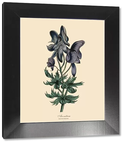 conitum or Monkshood Plant, Victorian Botanical Illustration