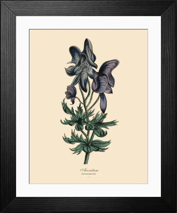 Framed Print : conitum or Monkshood Plant, Victorian Botanical Illustration Framed Print : conitum or Monkshood Plant, Victorian Botanical Illustration