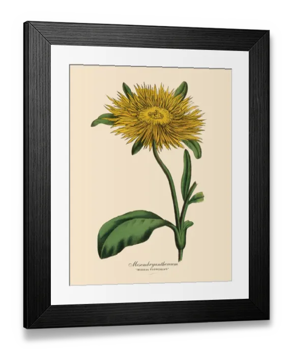 Framed Print : Mesembryanthemum Plant, Victorian Botanical Illustration